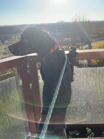 Irisch setter-Beitrag-Bild