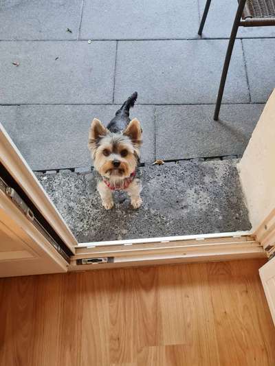 Yorkshire Terrier-Beitrag-Bild