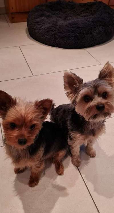 Yorkshire Terrier-Beitrag-Bild