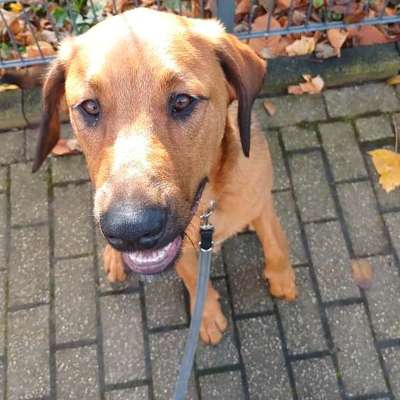 aktuelles Foto Gruppe Fellnase aus Wuppertal