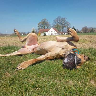 Hundetreffen-Trainingspartner gesucht.-Bild