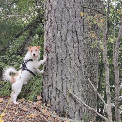 Hundetreffen-Spielen und laufen-Bild