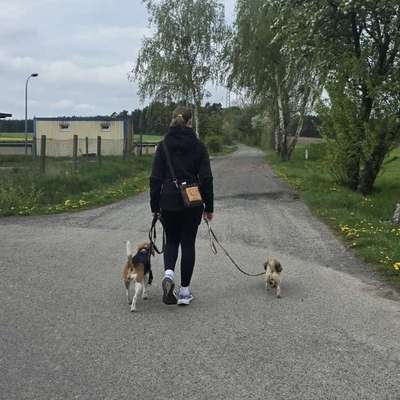 Hundetreffen-Training/spielrunde-Bild