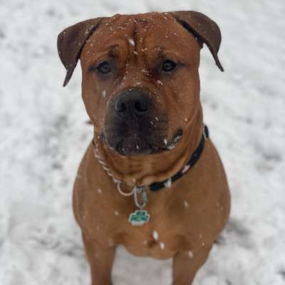 Hundetreffen-Spielrunde-Bild