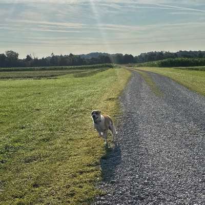 Hundetreffen-Spiel- & Gassirunde-Bild