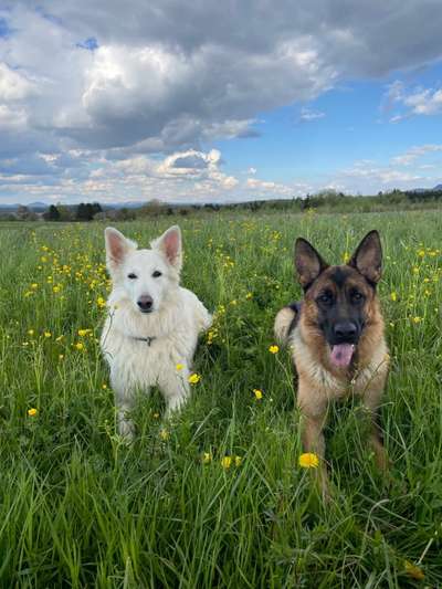 Die Dogorama Kalender Challenge Teil 3/4-Beitrag-Bild