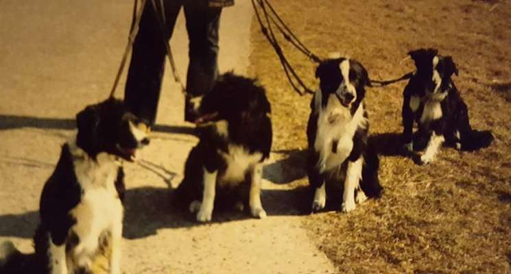 Wie kamt ihr auf die Rasse eures Hundes?-Beitrag-Bild