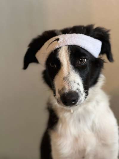 Wie kamt ihr auf die Rasse eures Hundes?-Beitrag-Bild