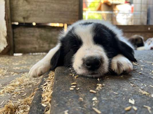 Wie kamt ihr auf die Rasse eures Hundes?-Beitrag-Bild