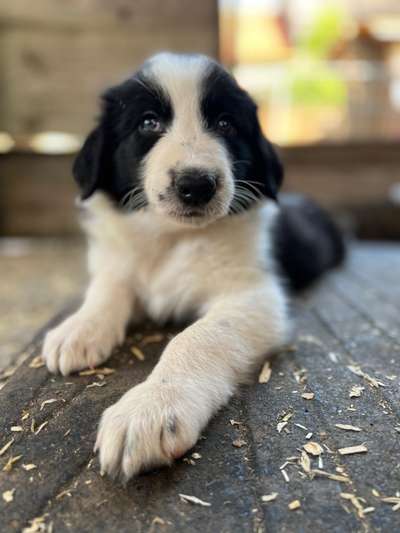 Welpen Bilder !-Beitrag-Bild