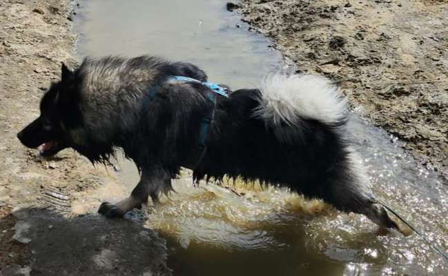 Wie sitzt mein Geschirr?-Beitrag-Bild