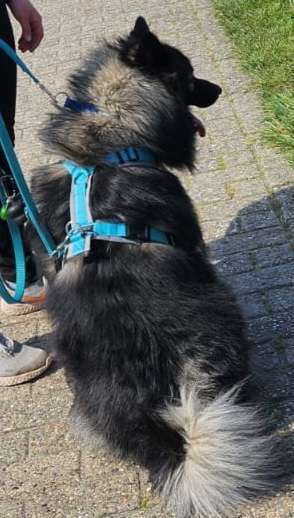 Wie sitzt mein Geschirr?-Beitrag-Bild