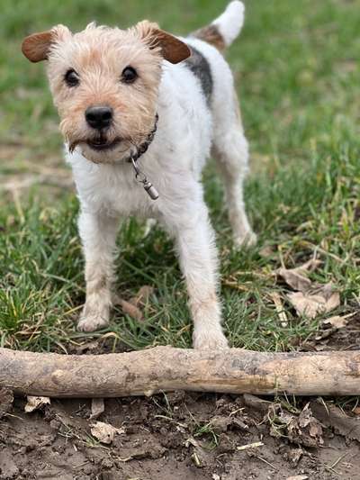 Wie "jung" haben sich eure Hunde gehalten ?-Beitrag-Bild