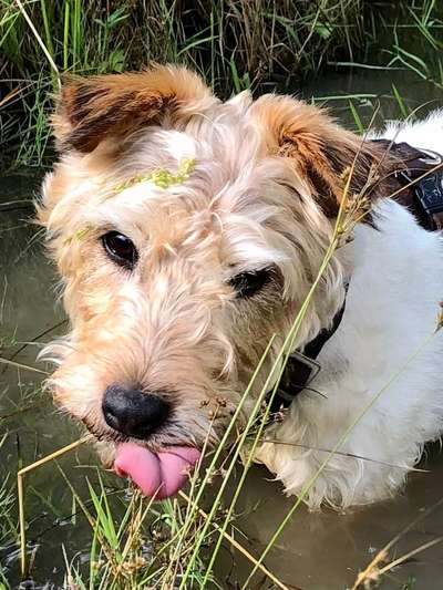 Fotochallenge Nr. 59 - Mein Hund zeigt die Zunge-Beitrag-Bild