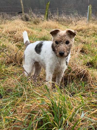 Jack Russell Terrier-Beitrag-Bild