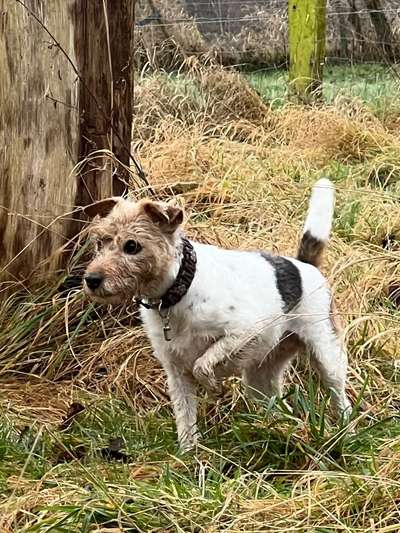 Wo sind die Jack und Parson Russell Terrier?-Beitrag-Bild