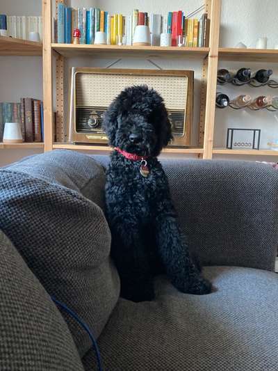 Alles rund um den Pudel-Beitrag-Bild