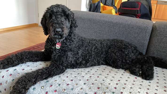 Alles rund um den Pudel-Beitrag-Bild