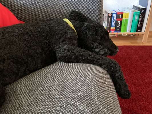 Hunderunde-Beitrag-Bild