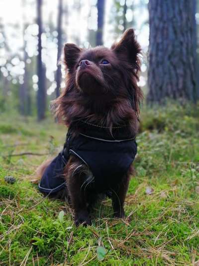 Die Dogorama Kalender Challenge Titelbild-Beitrag-Bild