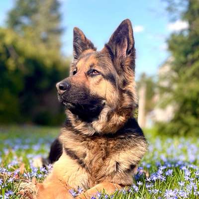 Hundetreffen-Trainings- und Social walk treffen-Bild