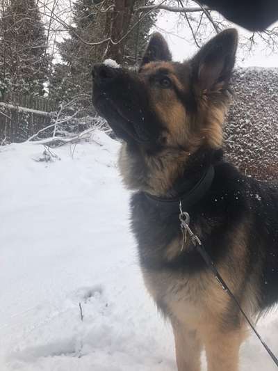 Dogorama Photo Challenge - Es wird nochmal kalt!-Beitrag-Bild