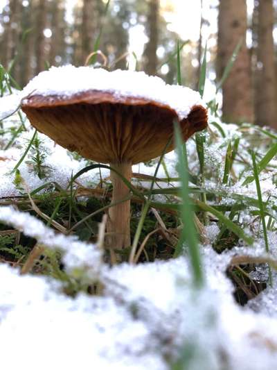 Die wunderschöne Welt mit Hund.-Beitrag-Bild