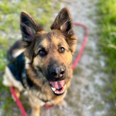 Hundetreffen-Trainingspartner gesucht-Bild