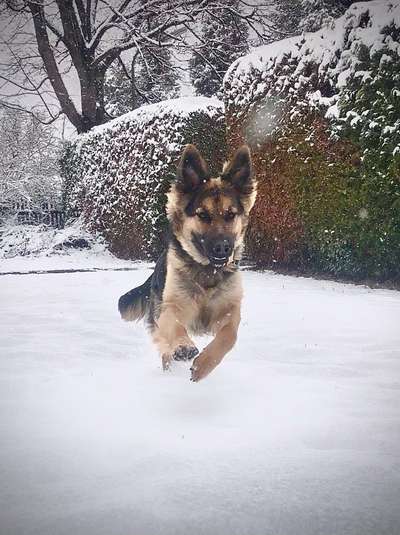 FOTO CHALLENGE 77 - Dein Hund im Spiel-Beitrag-Bild