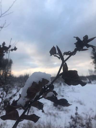 Die wunderschöne Welt mit Hund.-Beitrag-Bild