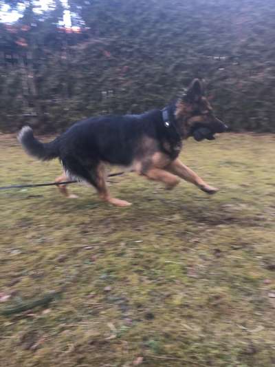 Dogorama Photo Challenge - Apportieren-Beitrag-Bild