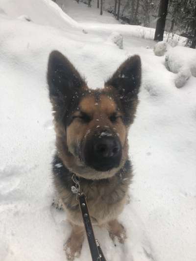 Dogorama Photo Challenge - Fail/Outtakes-Beitrag-Bild