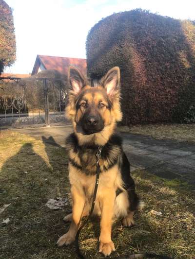 Schäferhund-Beitrag-Bild