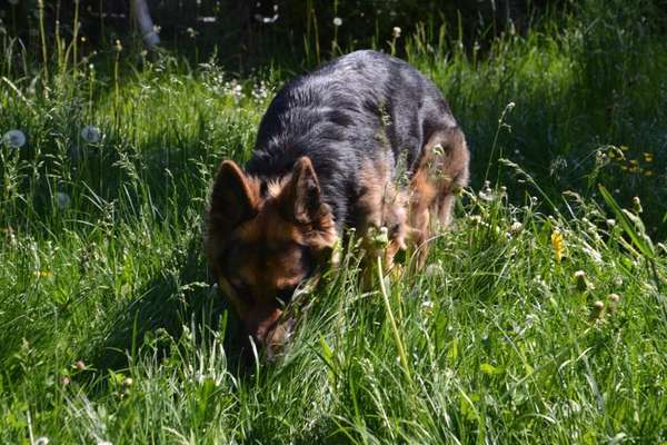 5. Hund im hohen Gras-Beitrag-Bild