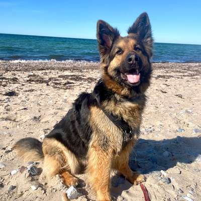 Hundetreffen-Trainings- und Social walk treffen-Bild