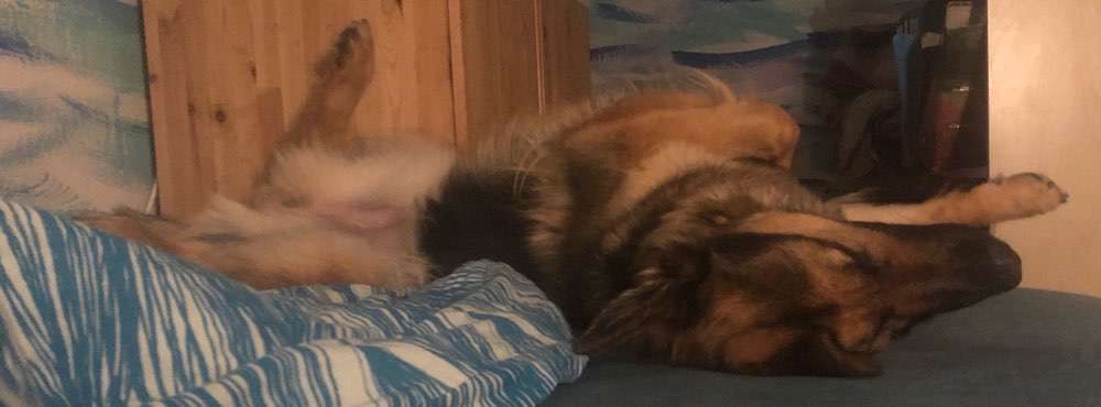 Alles rund um den Schäferhund, diskutieren erwünscht.-Beitrag-Bild