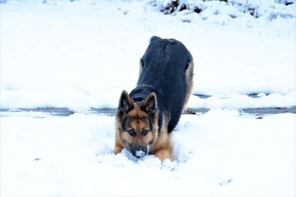Foto Challenge Nr.: 114
Hunde im Schnee-Beitrag-Bild