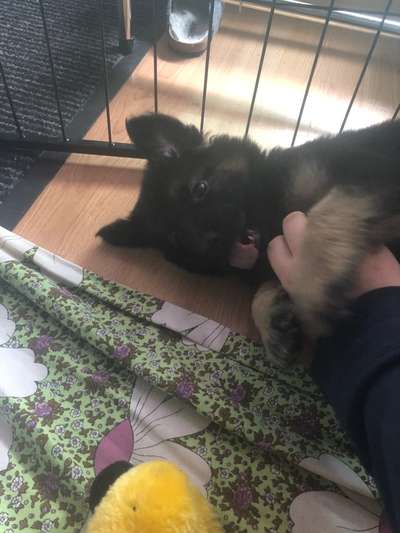 Welpen Bilder !-Beitrag-Bild