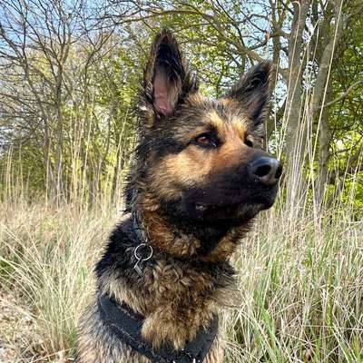 Hundetreffen-Sozial Walk, Spazieren, Training, Austausch-Bild