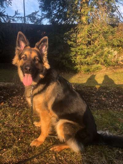 Dogorama Photo Challenge - Be my valentine-Beitrag-Bild