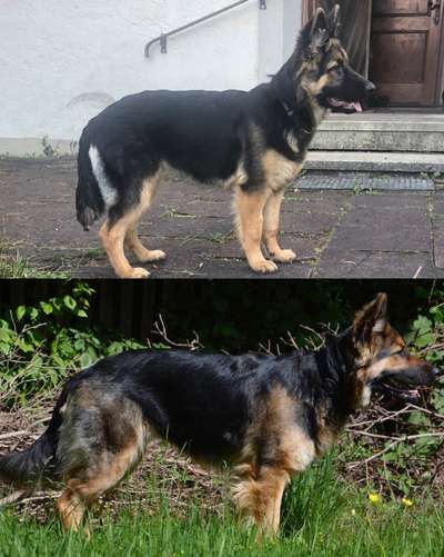 Alles rund um den Schäferhund, diskutieren erwünscht.-Beitrag-Bild