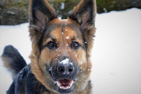 Schäferhund-Beitrag-Bild