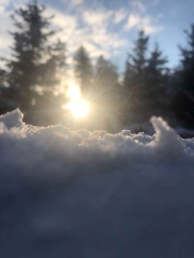 Die wunderschöne Welt mit Hund.-Beitrag-Bild