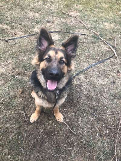 Dogorama Photo Challenge - Der Frühling kommt-Beitrag-Bild