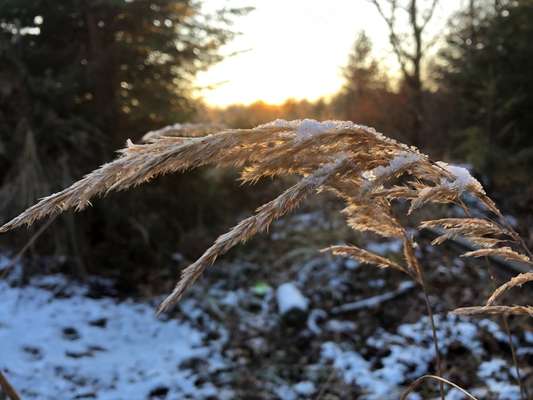 Die wunderschöne Welt mit Hund.-Beitrag-Bild