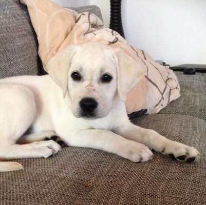 Welpen Bilder !-Beitrag-Bild