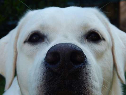 Zeigt mir die tollste Nahaufnahme von eurer Fellnase-Beitrag-Bild