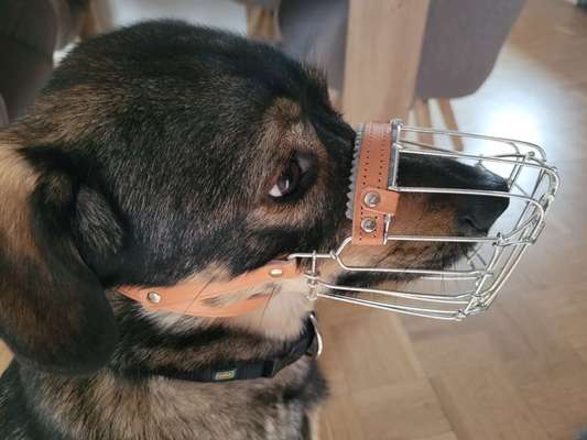 Windhunde - Treffen der besonderen Schönheiten
HERZLICH WILLKOMMEN-Beitrag-Bild