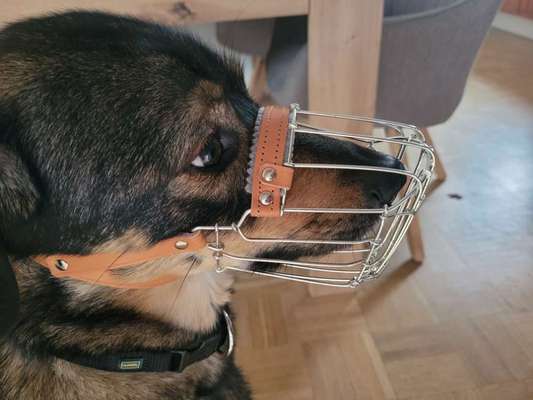 Der Richtige Maulkorb-Beitrag-Bild