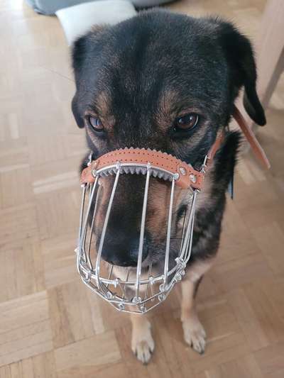 Windhunde - Treffen der besonderen Schönheiten
HERZLICH WILLKOMMEN-Beitrag-Bild